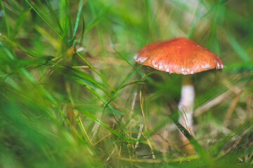 Macro Portrait of mushroom blooming at autumn close up. Wild Mushrooms of Portugal. Endemic and endangered species from Europe.