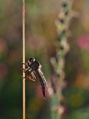 Killer fly macro profile view
