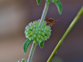 Macro of Alydus calcaratus seen from below