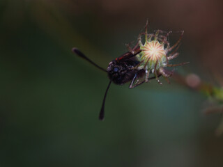 Night macro of black and red butterfly