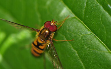 Azimuth of red-eyed yellow diptero