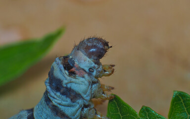 Detail of the silkworm head in profile