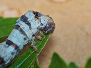 Eating silkworm detail