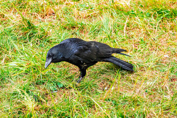 Crow on grass