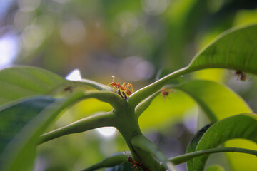 ants on a leaf
