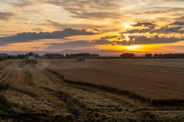 Obraz premium Harvesting rice in the Albufera of Valencia at sunset, Valencia.