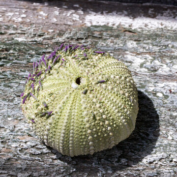 Anemone shell now dried and used as an ornament in  a seaside cottage
