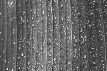 rain drops on a leaf