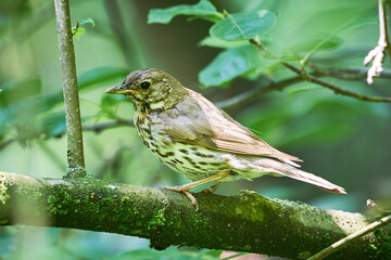 Song thrush sitting on a branch ( Turdus Philomelos )	