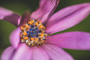 Macro Portrait of Wild flower blooming at spring close up. Wild Plants of Portugal. Species from Europe.