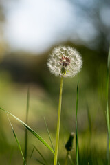 Green field with Wild Beautiful Dandelion spring flowers on the ground