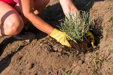 
Planting lavender for garden decor with a woman in gloves. Lavender seedling in a pot from a plant nursery