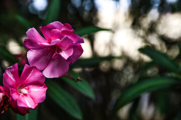 Rose flower