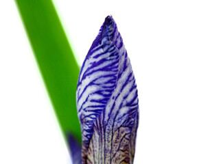 Bud of purple iris flower isolated on a white background.