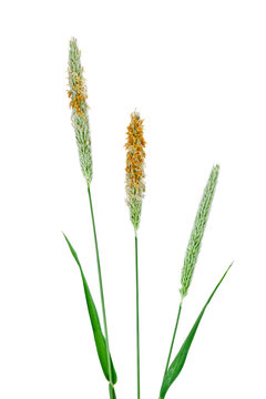 Meadow foxtail (Alopecurus pratensis) stems with leaves isolated on a white background.