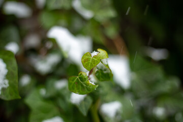 Heart shaped ivy leaf covered in snow