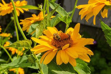 bee sits on false sunflower