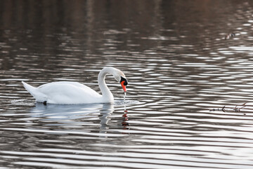 Beautiful mute swan in the lake
