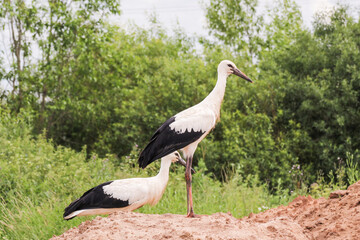 Storks on a pile of sand.