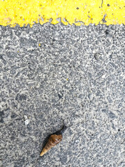 Snail on the road © Anna