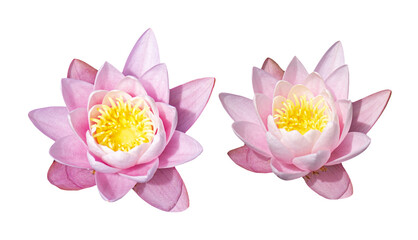 Pink water lily flower isolated on white background