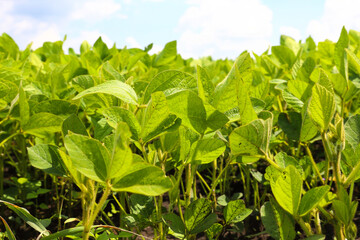 Young, still green soybean plantation, close up. Soybean plant. Soybean pods. Soybean field. Sunny summer day. Agriculture, the concept of a good harvest.