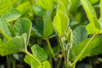 Young, still green soybean plantation, close up. Soybean plant. Soybean pods. Soybean field. Sunny summer day. Agriculture, the concept of a good harvest.