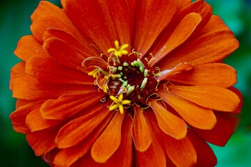 orange flower 