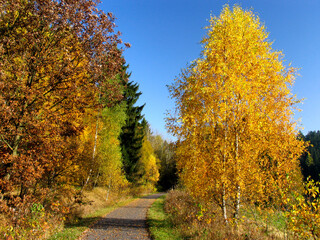 Fototapeta na wymiar Autumn leaves, leaves, colorful leaves, Thuringia, Germany, Europe