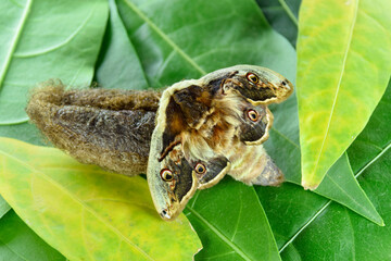 Moth, Saturnia pyri, the Giant Peacock moth, Great Peacock moth, Giant Emperor moth or Viennese emperor (Lepidoptera: Saturniidae). Emerging from cocoon 