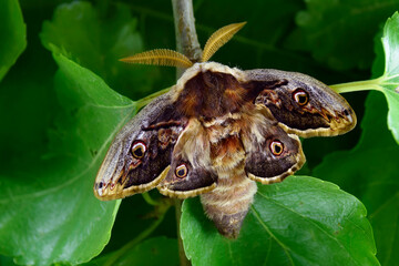 Moth, Saturnia pyri, the Giant Peacock moth, Great Peacock moth, Giant Emperor moth or Viennese emperor (Lepidoptera: Saturniidae). Emerging from cocoon 