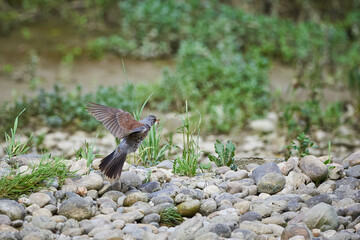 Fieldfare in flight with worms in his beak (Turdus pilaris)