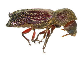 Oriental wood borer, lesser auger beetle (Australia) or oriental bostrichid, Heterobostrychus aequalis (Coleoptera: Bostrichidae). Male. Isolated on a white background 