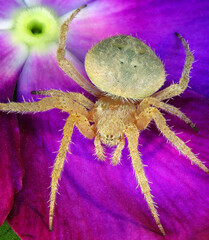 Spider on lilac flower. Wildlife. Macro 