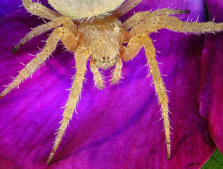 Spider on lilac flower. Wildlife. Macro 
