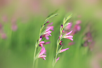 Close up shot of tiny pink flowers