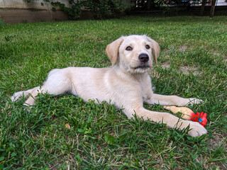 Zila the mix breed of retriever and labrador