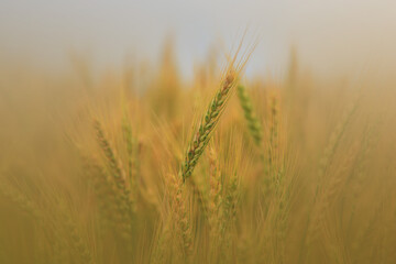 Close up shot of beautiful Guzmania flower