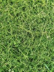green background of pressed grass. green texture