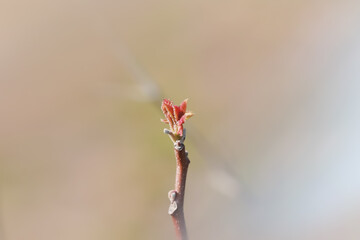 Fresh growth of tiny leaves in spring time