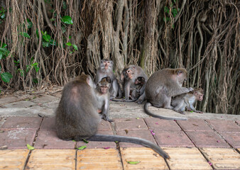 beautiful monkeys family sitting on the road.