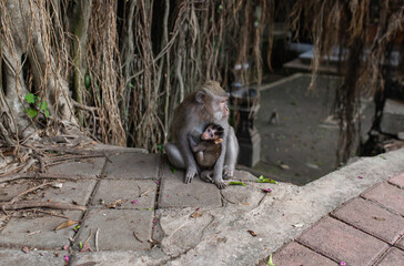 .beautiful monkeys family on a tree with vines sitting