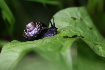 snail on leaf