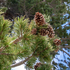 The cones of a limber pine (Pinus flexilis) growing in an ancient forest near Stella Lake in Great Basin National Park, Snake Range, White Pine County, Nevada