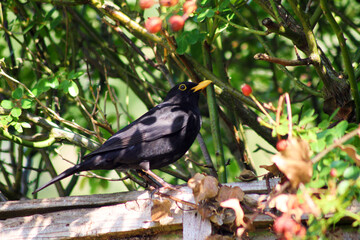 Fototapeta premium Blackbird on a fence