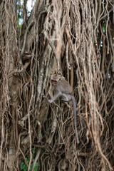 .beautiful monkeys family on a tree with vines sitting