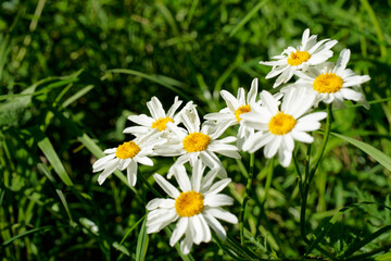 Field daisies at the edge of the forest.