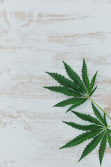 Minimalist frame with Cannabis leaves. Background with marijuana on white wooden background with copyspace.