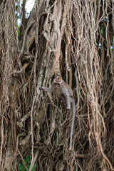 .beautiful monkeys family on a tree with vines sitting