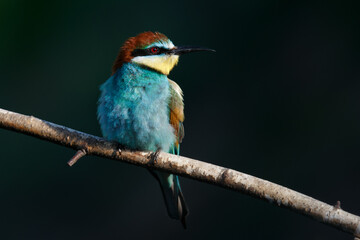 A Golden bee eater sits on a branch on a dark background